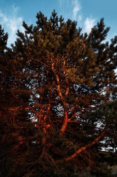 Pine trees in the rays of the evening sun. Classical Baltic beach landscape. Wild nature