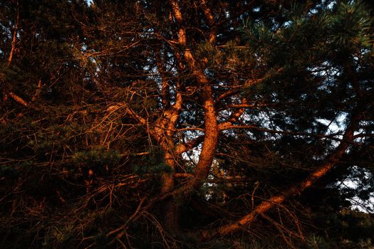 Pine trees in the rays of the evening sun. Classical Baltic beach landscape. Wild nature