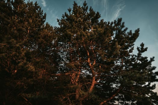 Pine trees in the rays of the evening sun. Classical Baltic beach landscape. Wild nature