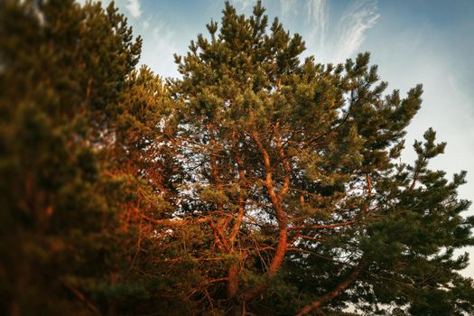 Pines on the coast of the Baltic Sea in the rays of the evening sunset. Classical Baltic beach landscape. Wild nature