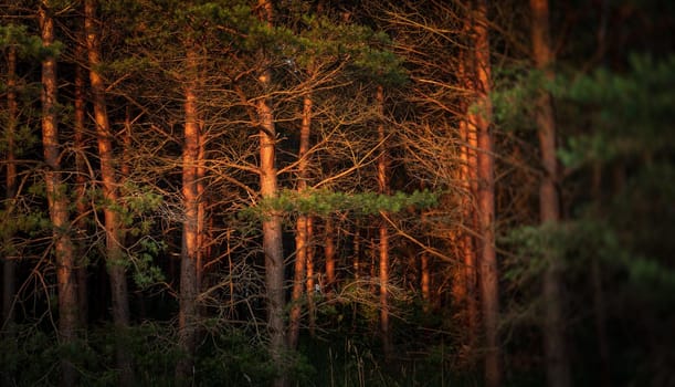 Pines on the coast of the Baltic Sea in the rays of the evening sunset. Classical Baltic beach landscape. Wild nature