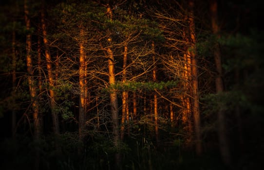 Soft focus image of pines on the coast of the Baltic Sea in the rays of the evening sunset. Classical Baltic beach landscape. Wild nature