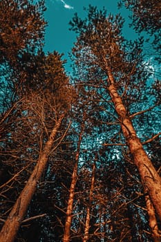 Pine trees in the rays of the evening sun. Classical Baltic beach landscape. Wild nature