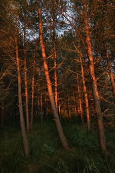 Pines on the coast of the Baltic Sea in the rays of the evening sunset. Classical Baltic beach landscape. Wild nature