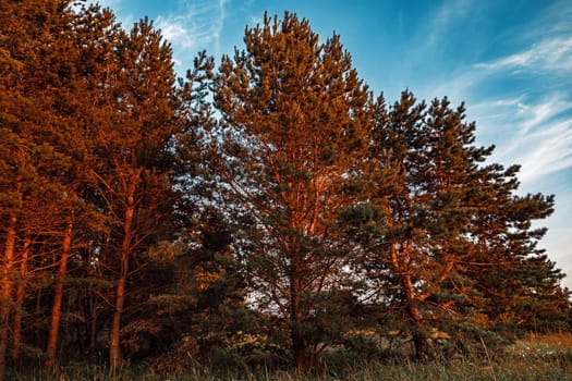Pine trees in the rays of the evening sun. Classical Baltic beach landscape. Wild nature