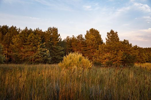 Pines on the coast of the Baltic Sea in the rays of the evening sunset. Classical Baltic beach landscape. Wild nature