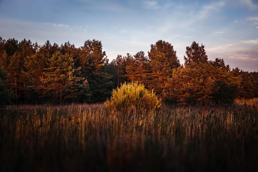Pines on the coast of the Baltic Sea in the rays of the evening sunset. Classical Baltic beach landscape. Wild nature
