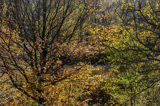 Autumn forest background. Beautiful autumn forest landscape. Morning scene in the colorful woodland. Beauty of nature concept background.