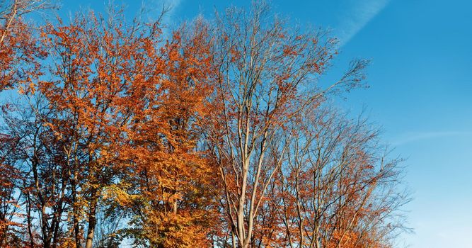 Autumn forest background. Beautiful autumn forest landscape. Morning scene in the colorful woodland. Beauty of nature concept background.