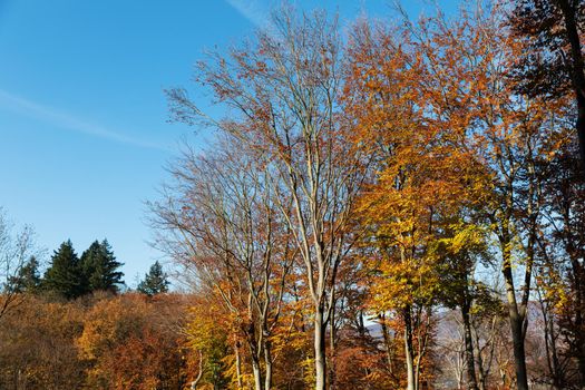 Autumn forest background. Beautiful autumn forest landscape. Morning scene in the colorful woodland. Beauty of nature concept background.