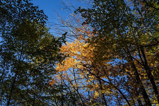 Autumn forest background. Beautiful autumn forest landscape. Morning scene in the colorful woodland. Beauty of nature concept background. Bottom view of the tops of trees in the autumn forest.