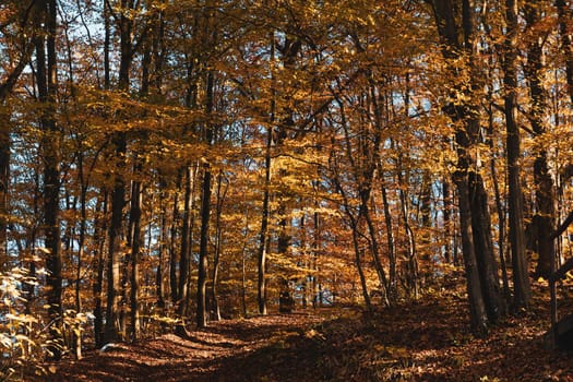 Autumn forest background. Beautiful autumn forest landscape. Morning scene in the colorful woodland. Beauty of nature concept background.