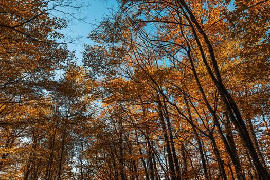 Autumn forest background. Beautiful autumn forest landscape. Morning scene in the colorful woodland. Beauty of nature concept background. Bottom view of the tops of trees in the autumn forest.