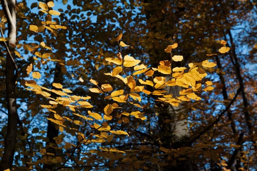 Autumn forest background. Beautiful autumn forest landscape. Morning scene in the colorful woodland. Beauty of nature concept background.
