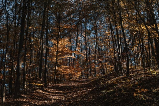 Autumn forest background. Beautiful autumn forest landscape. Morning scene in the colorful woodland. Beauty of nature concept background.
