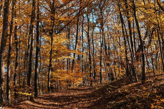 Autumn forest background. Beautiful autumn forest landscape. Morning scene in the colorful woodland. Beauty of nature concept background.