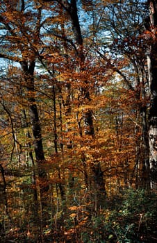 Autumn forest background. Beautiful autumn forest landscape. Morning scene in the colorful woodland. Beauty of nature concept background.