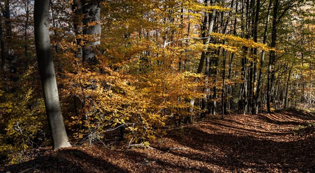 Autumn forest background. Beautiful autumn forest landscape. Morning scene in the colorful woodland. Beauty of nature concept background.