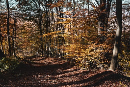 Autumn forest background. Beautiful autumn forest landscape. Morning scene in the colorful woodland. Beauty of nature concept background.