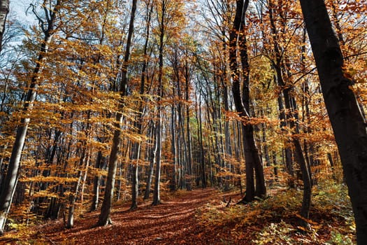 Autumn forest background. Beautiful autumn forest landscape. Morning scene in the colorful woodland. Beauty of nature concept background.