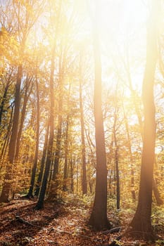 Autumn forest background. Beautiful autumn forest landscape. Morning scene in the colorful woodland. Beauty of nature concept background.