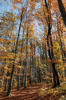 Autumn forest background. Beautiful autumn forest landscape. Morning scene in the colorful woodland. Beauty of nature concept background.