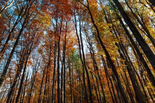 Autumn forest background. Beautiful autumn forest landscape. Morning scene in the colorful woodland. Beauty of nature concept background.