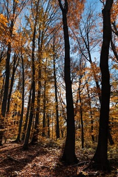 Autumn forest background. Beautiful autumn forest landscape. Morning scene in the colorful woodland. Beauty of nature concept background.