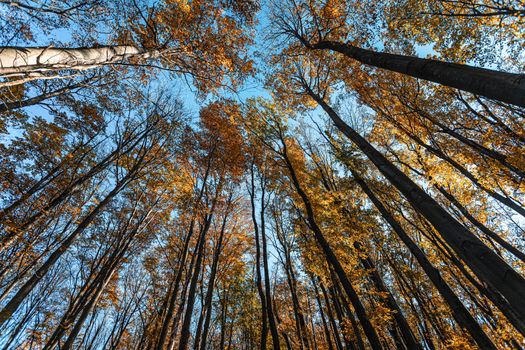 Autumn forest background. Beautiful autumn forest landscape. Morning scene in the colorful woodland. Beauty of nature concept background. Bottom view of the tops of trees in the autumn forest.