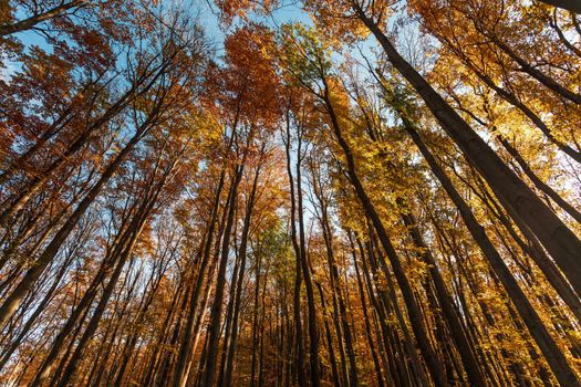 Autumn forest background. Beautiful autumn forest landscape. Morning scene in the colorful woodland. Beauty of nature concept background. Bottom view of the tops of trees in the autumn forest.