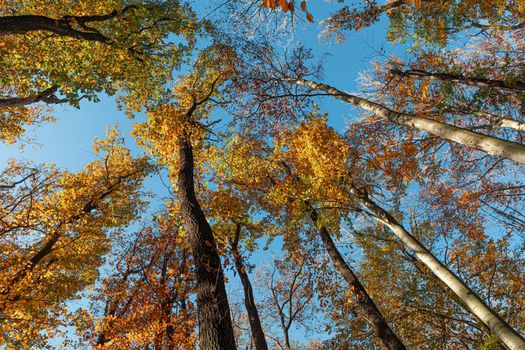 Autumn forest background. Beautiful autumn forest landscape. Morning scene in the colorful woodland. Beauty of nature concept background. Bottom view of the tops of trees in the autumn forest.
