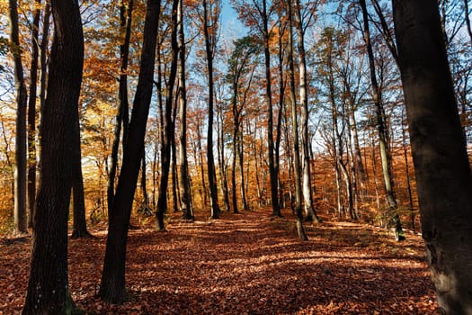 Autumn forest background. Beautiful autumn forest landscape. Morning scene in the colorful woodland. Beauty of nature concept background.
