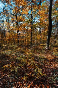 Autumn forest background. Beautiful autumn forest landscape. Morning scene in the colorful woodland. Beauty of nature concept background.
