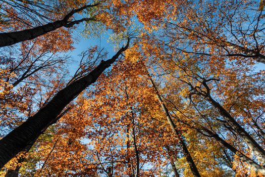 Autumn forest background. Beautiful autumn forest landscape. Morning scene in the colorful woodland. Beauty of nature concept background. Bottom view of the tops of trees in the autumn forest.