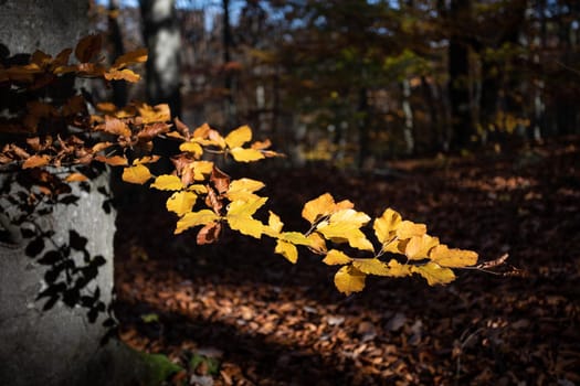 Autumn forest background. Beautiful autumn forest landscape. Morning scene in the colorful woodland. Beauty of nature concept background.