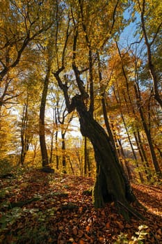 Autumn forest background. Beautiful autumn forest landscape. Morning scene in the colorful woodland. Beauty of nature concept background.