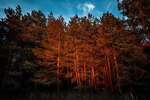 Pine trees in the rays of the evening sun. Classical Baltic beach landscape. Wild nature