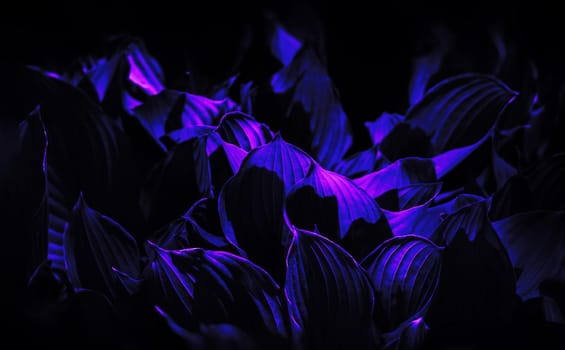 Soft focus image of large leaves in trendy neon colors. Natural texture background