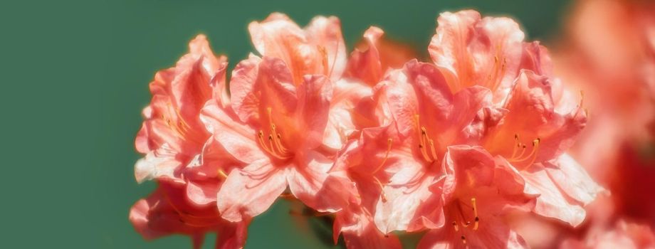 Rhododendron plants in bloom. Azalea bushes in the park on green background