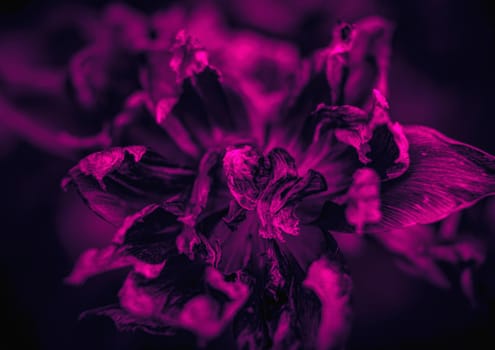 Dried tulips  in trendy neon colors. Dry petals of tulips. Dry tulips like symbol of fade time. Shallow DOF