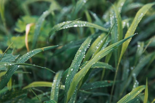 Nature background. Water drops on the green grass. Wet Green Grass with water drops. Soft focus image with shallow DOF.