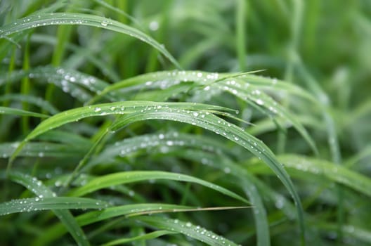 Nature background. Water drops on the green grass. Wet Green Grass with water drops. Soft focus image with shallow DOF.