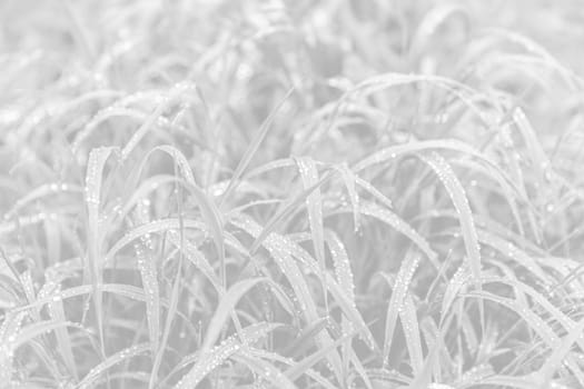 Nature background in light gray tonality. Water drops on the green grass. Wet Green Grass with water drops. Soft focus image with shallow DOF.