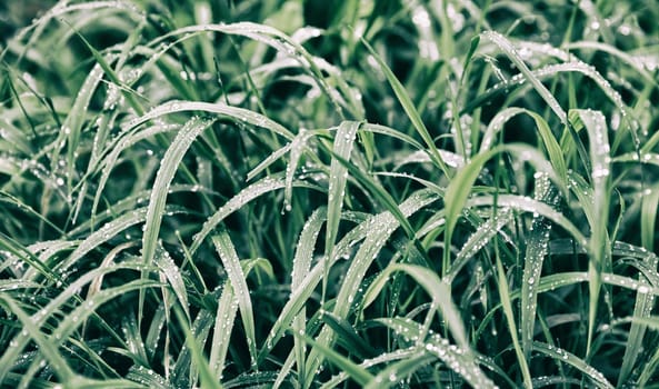 Nature background. Water drops on the green grass. Wet Green Grass with water drops. Soft focus image with shallow DOF.