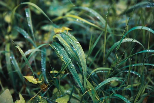 Nature background. Water drops on the green grass. Wet Green Grass with water drops. Soft focus image with shallow DOF.