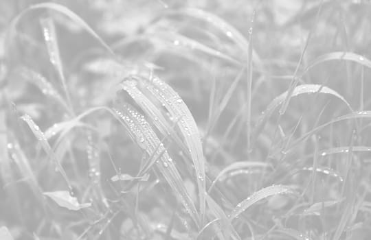 Nature background in light gray tonality. Water drops on the green grass. Wet Green Grass with water drops. Soft focus image with shallow DOF.