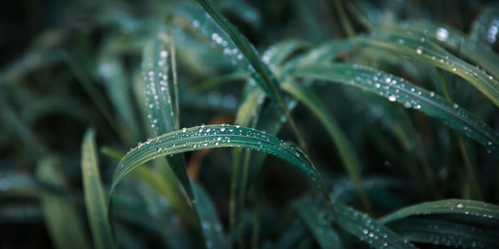 Nature background. Water drops on the green grass. Wet Green Grass with water drops. Soft focus image with shallow DOF.