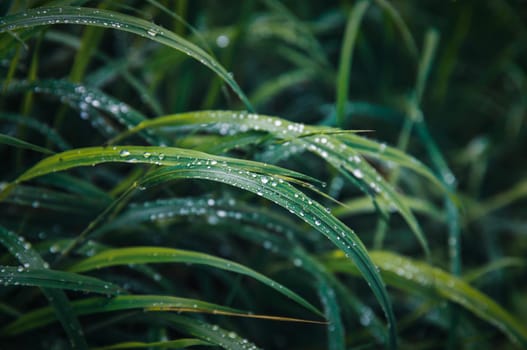 Nature background. Water drops on the green grass. Wet Green Grass with water drops. Soft focus image with shallow DOF.