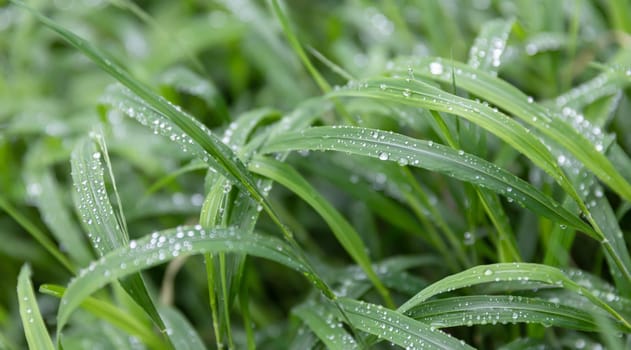 Nature background. Water drops on the green grass. Wet Green Grass with water drops. Soft focus image with shallow DOF.