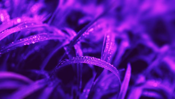 Nature background in trendy neon colors. Water drops on the green grass. Wet Green Grass with water drops. Soft focus image with shallow DOF.